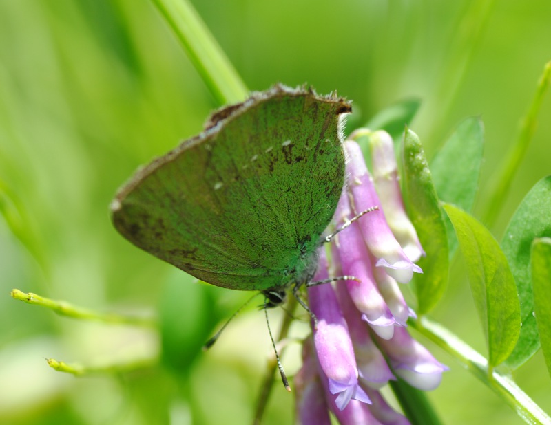Conferma ID - Lycaenidae